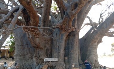Le Grand Baobab Sacré